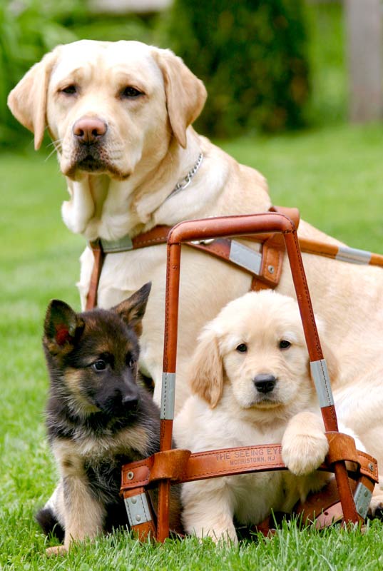 German shepherd pup & Golden pup with its paw on empty harness as a yellow Lab guide dog sits nearby.
