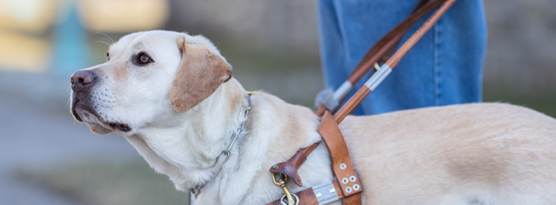 Close-up of yellow Lab looking at camera with a hand holding the harness