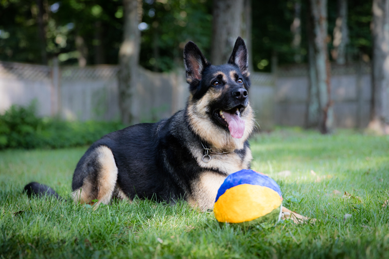 Off-duty German shepherd guide dog lying in grass with a plush ball