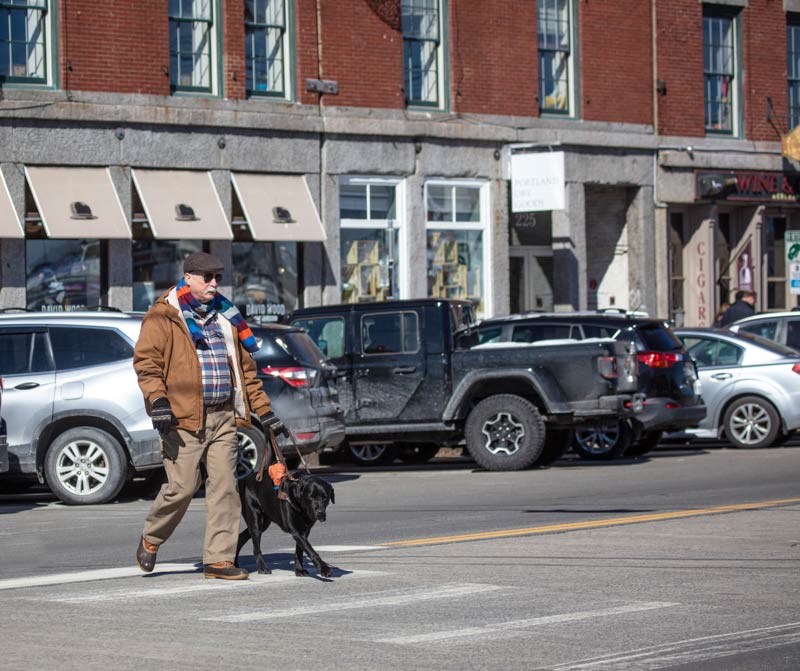 Black Lab safely leading man across a busy street