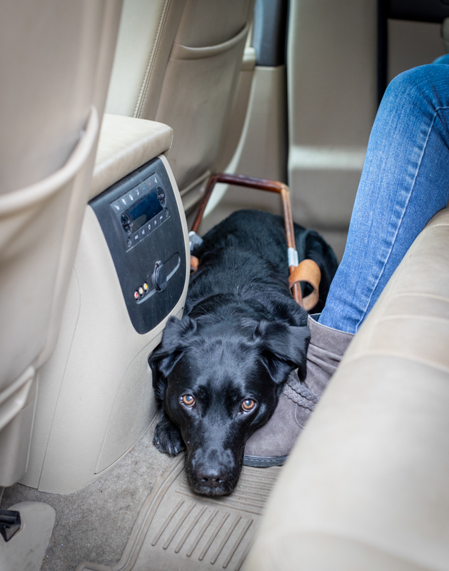 Black Lab guide dog with its head on handler’s foot while lying on floor in backseat of vehicle