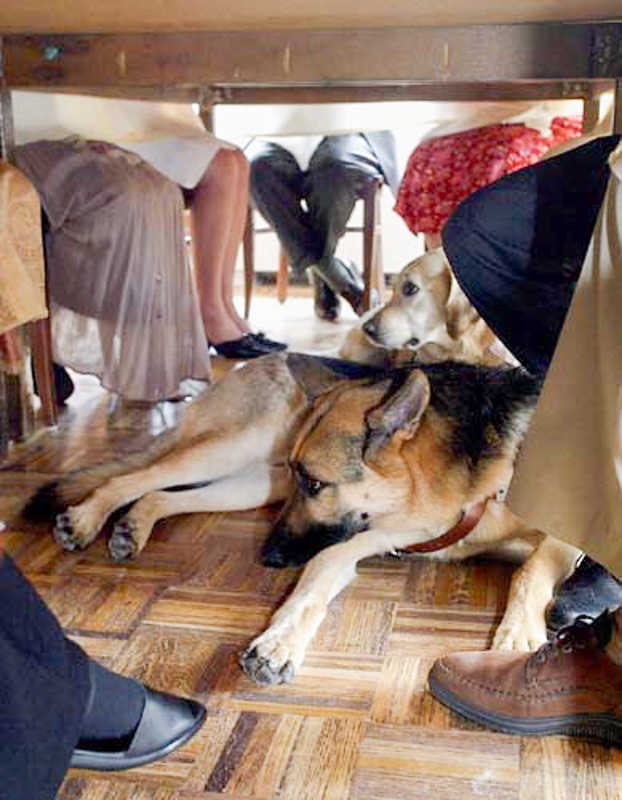 Harnessed German shepherd & yellow Lab-golden cross quietly lying under a restaurant table