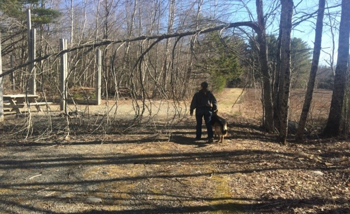 Sue being guided under a huge branch by Quan, her German shepherd guide dog