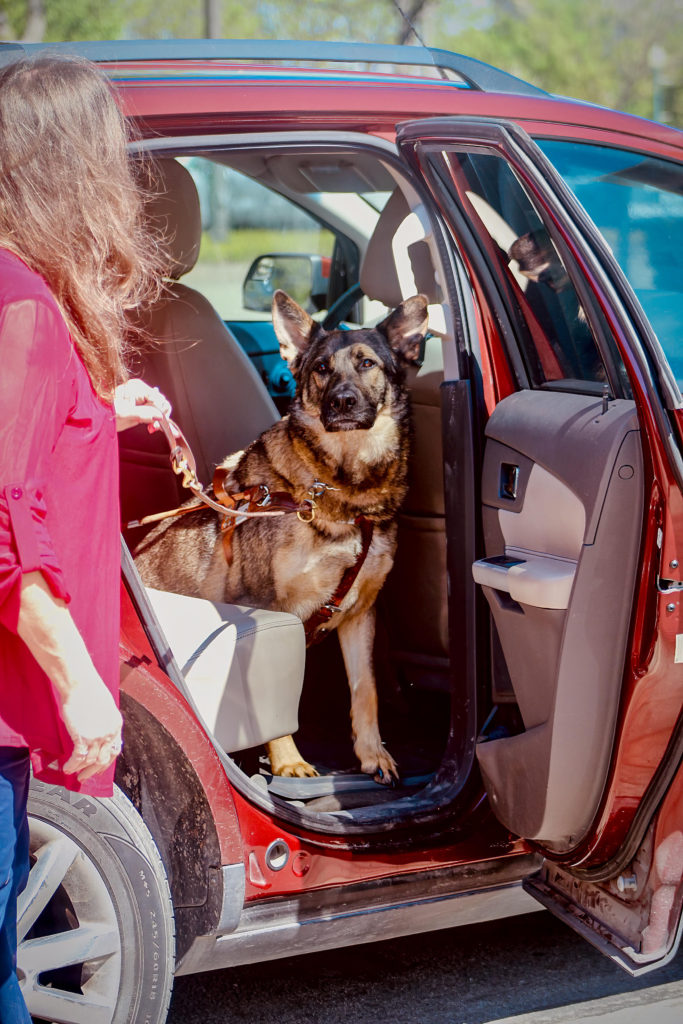 A large German shepherd guide dog calmly sits on the vehicle floor while waiting for his female handler to exit.