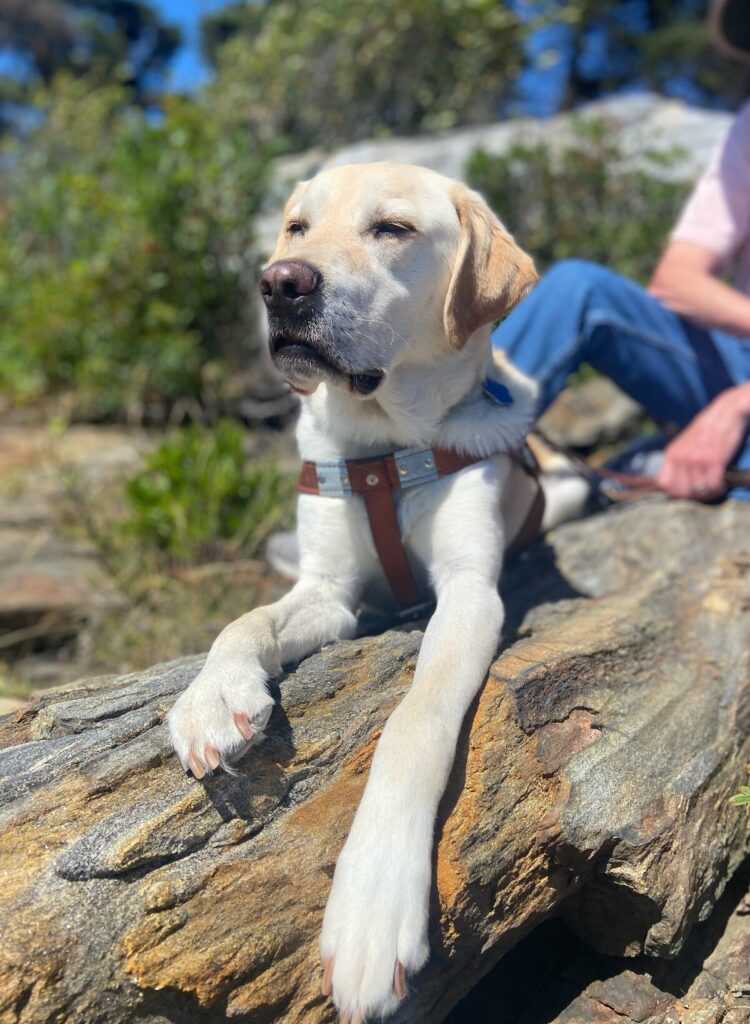 A yellow Lab guide dog in harness rests on a sunlit rock on the Maine coast with its handler seated mostly out of view.