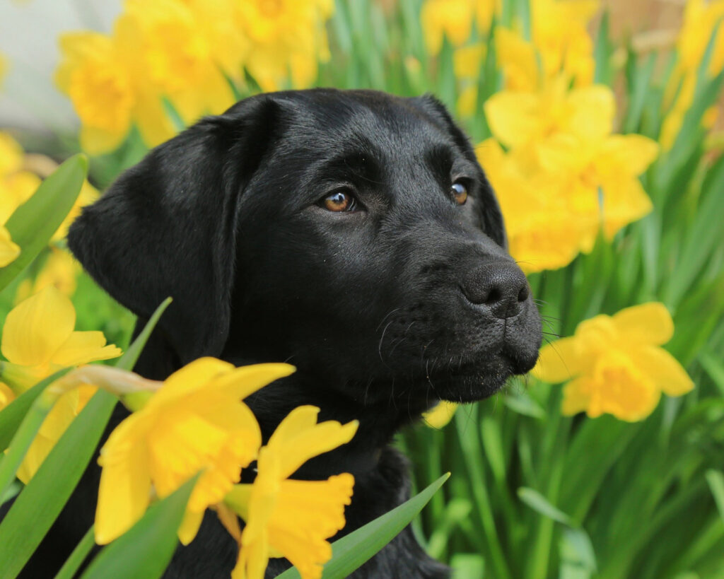A close-up of a black Lab guide dog puppy nestled among bright yellow daffodils.