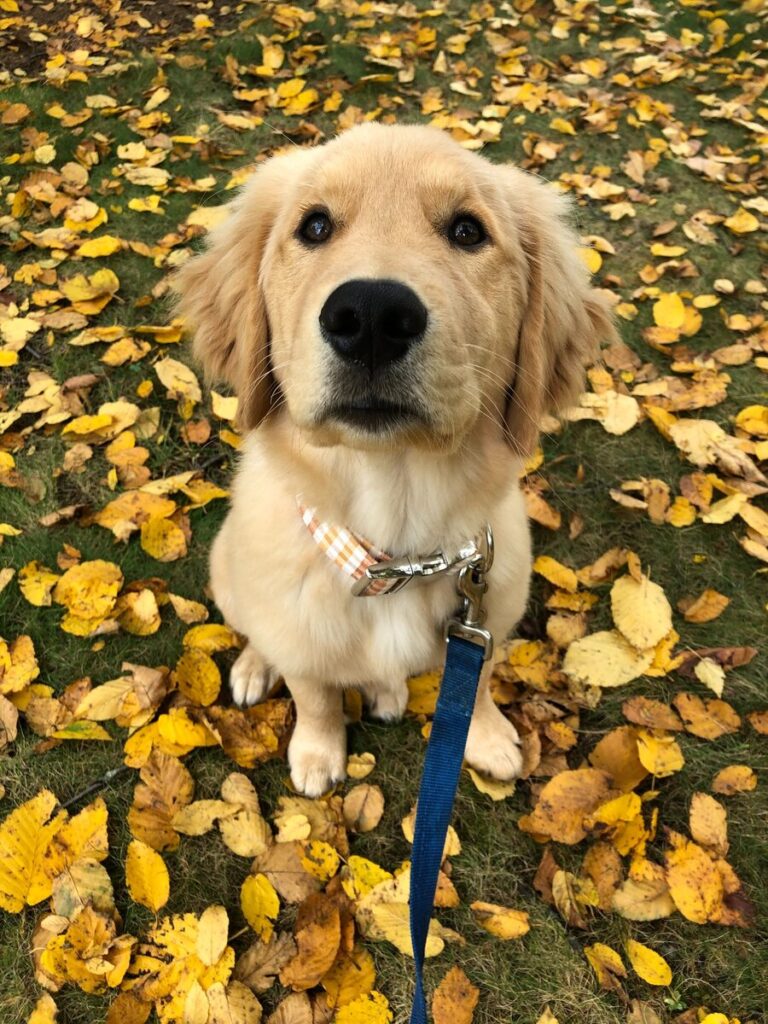 A Golden Retriever guide dog puppy sits on a leash among yellow autumn leaves and looks up at the camera.