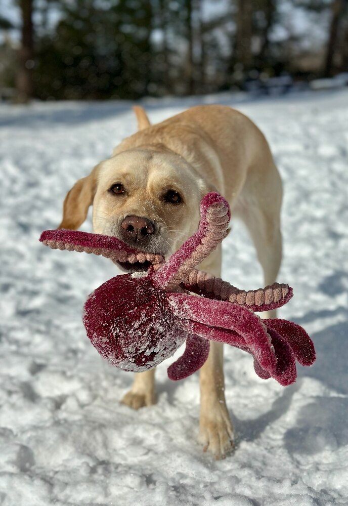 A yellow Lab Golden Retriever cross walks through the snow carrying a large, plush purple octopus.