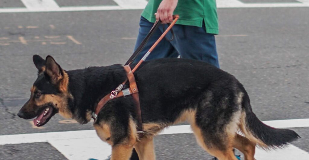 Close-up of a German Shepherd guide dog leading its handler while crossing a street in a marked crosswalk.
