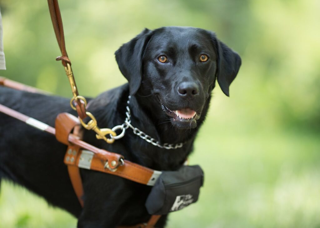 A black Lab guide dog wearing a brown leather harness looks toward the camera against a softly blurred green background.
